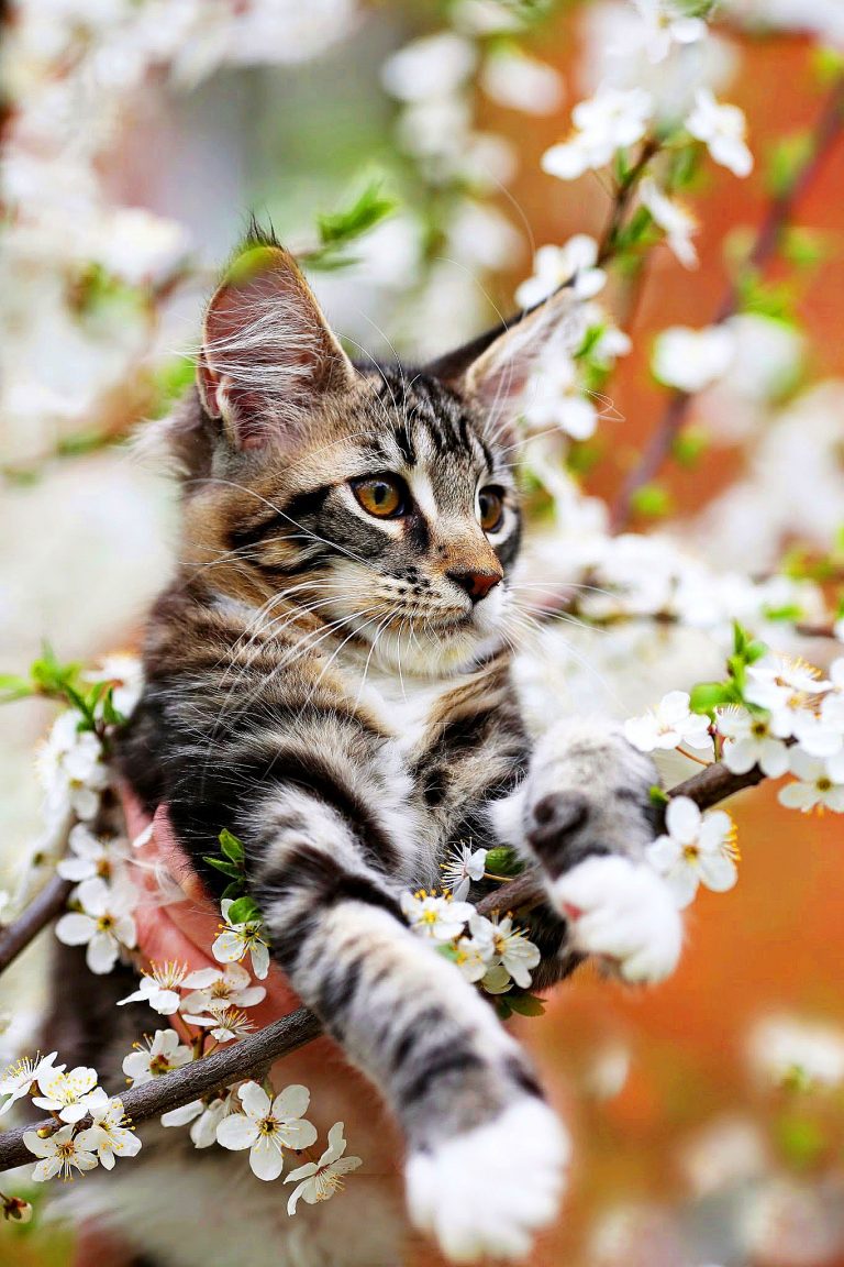 gattoPrimavera